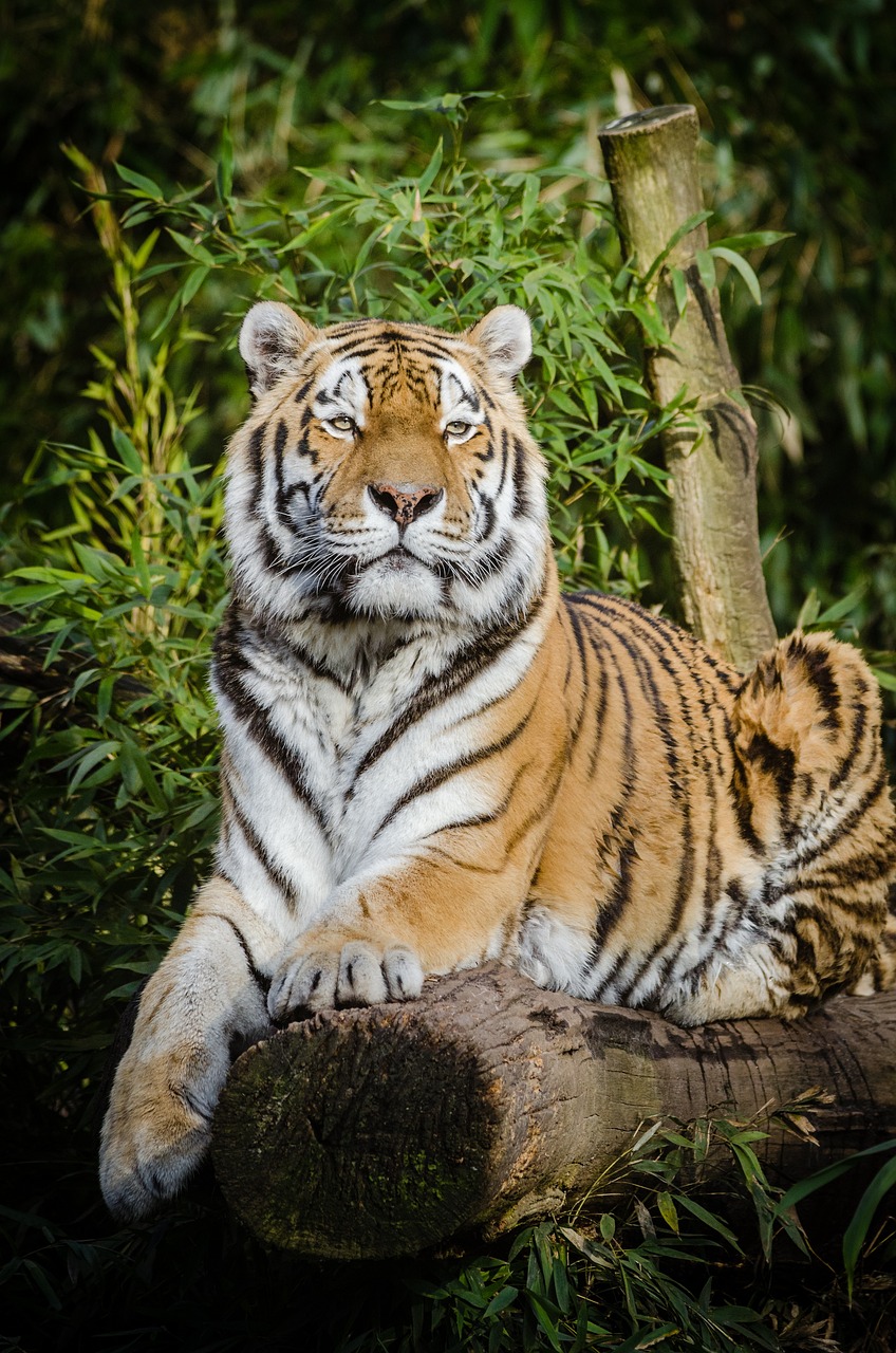 Ranthambore